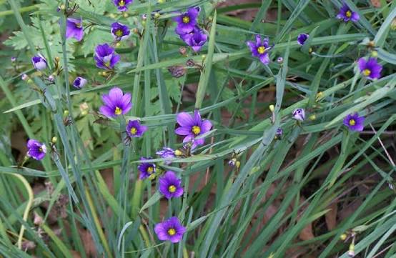 Bees Plant Hub Blue Iris/spurious Iris All Time Flowering Live Plant