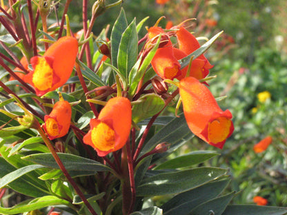 Bees Plant Hub Bolivian Sunset (Seemannia sylvatica) Rare Flowering Live Plant