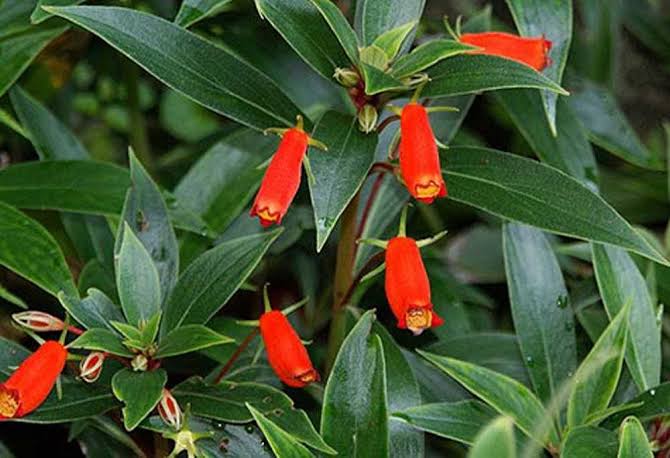 Bees Plant Hub Bolivian Sunset (Seemannia sylvatica) Rare Flowering Live Plant