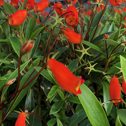 Bees Plant Hub Bolivian Sunset (Seemannia sylvatica) Rare Flowering Live Plant