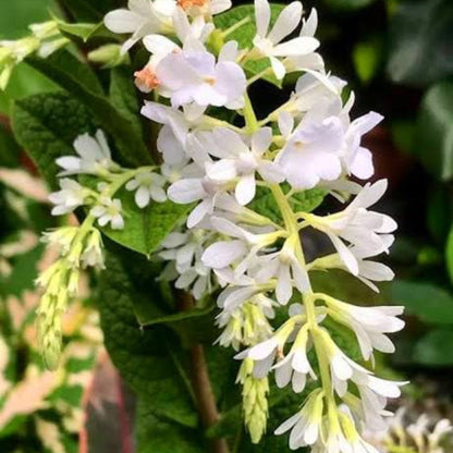 Bees Plant Hub Bush White Petrea Sandpaper Rare Flowering Live Plant