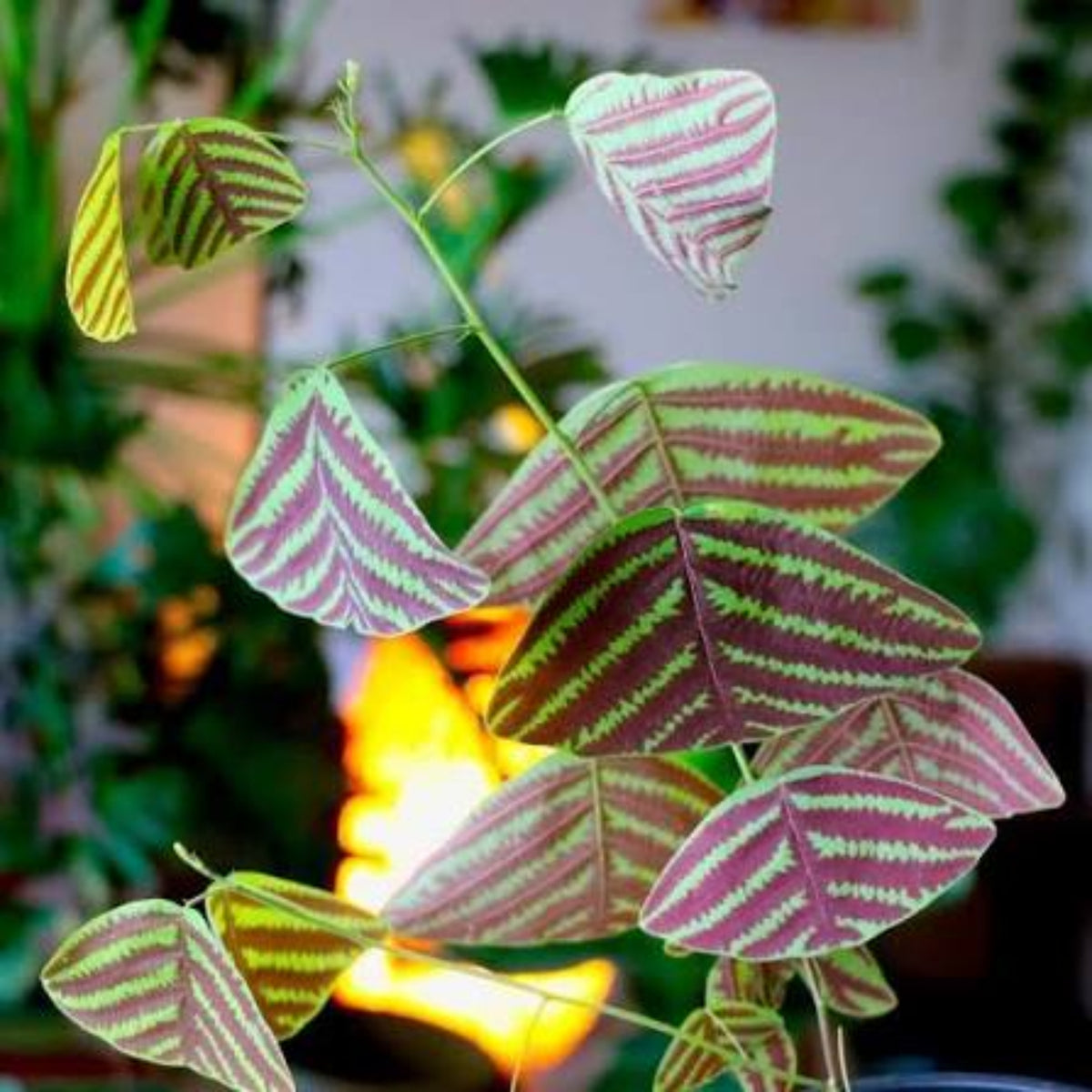 Bees Plant Hub Butterfly Plant Hybrid Flowering Live Plant