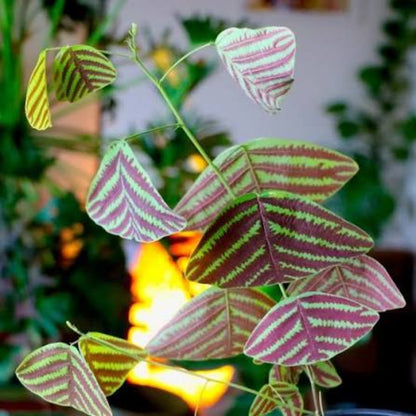 Bees Plant Hub Butterfly Plant Hybrid Flowering Live Plant