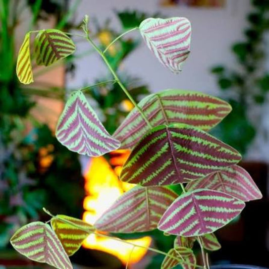 Bees Plant Hub Butterfly Plant Hybrid Flowering Live Plant
