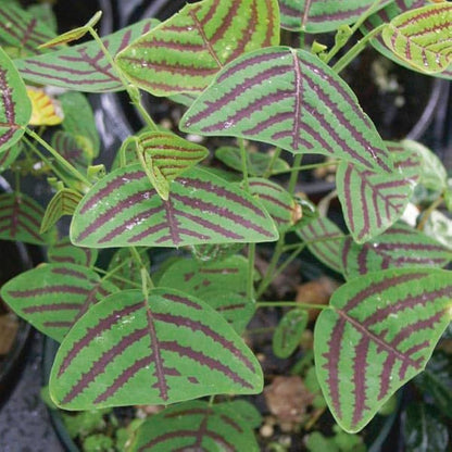 Bees Plant Hub Butterfly Plant Hybrid Flowering Live Plant
