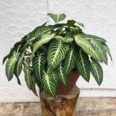 Bees Plant Hub Caladium Lindenii (Angel Wings) Indoor Live Plant