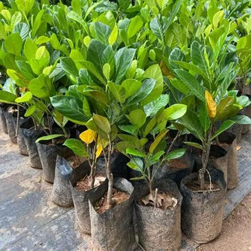 Bees Plant Hub Chembarathi Varikka / Chandra Halasu Jack Fruit Live Plant