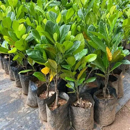 Bees Plant Hub Chembarathi Varikka / Chandra Halasu Jack Fruit Live Plant