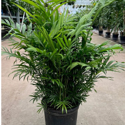 Bees Plant Hub Chamaedorea Palm | Indoor Plant