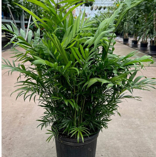 Bees Plant Hub Chamaedorea Palm | Indoor Plant