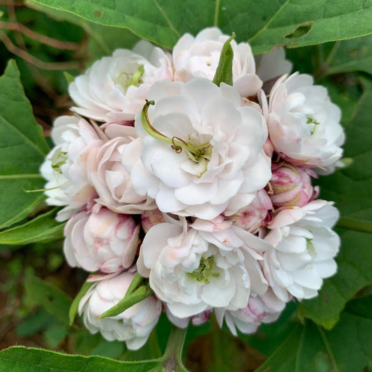 Bees Plant Hub Clerodendrum Fragrans All Time Flowering Live Plant