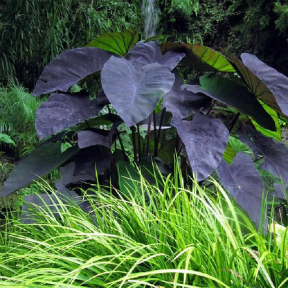 Bees Plant Hub Colocasia Violet Indoor/Outdoor Live Plant