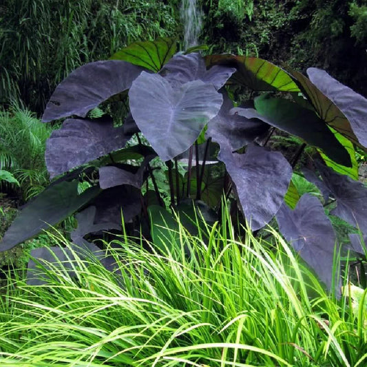 Bees Plant Hub Colocasia Violet Indoor/Outdoor Live Plant