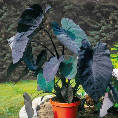 Bees Plant Hub Colocasia Violet Indoor/Outdoor Live Plant