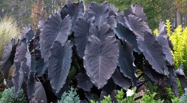 Bees Plant Hub Colocasia Violet Indoor/Outdoor Live Plant