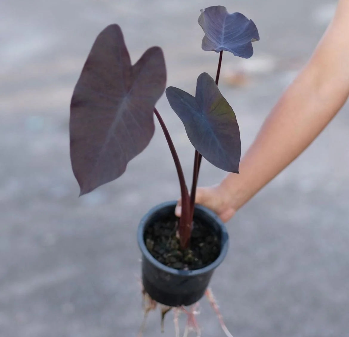 Bees Plant Hub Colocasia Violet Indoor/Outdoor Live Plant