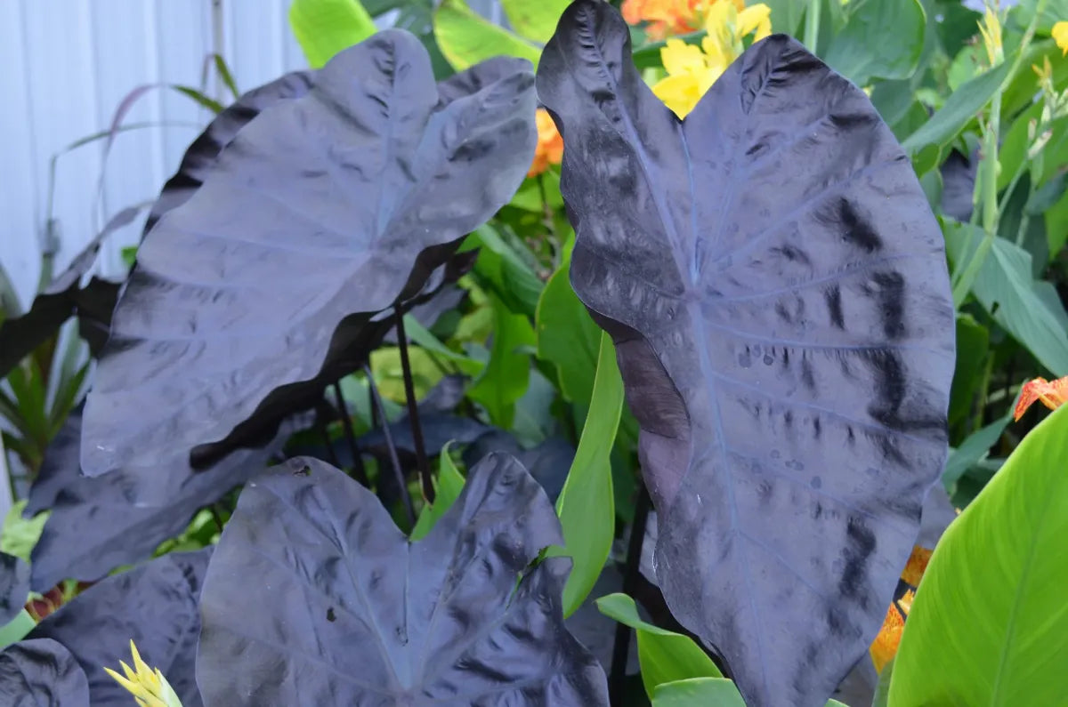 Bees Plant Hub Colocasia Violet Indoor/Outdoor Live Plant
