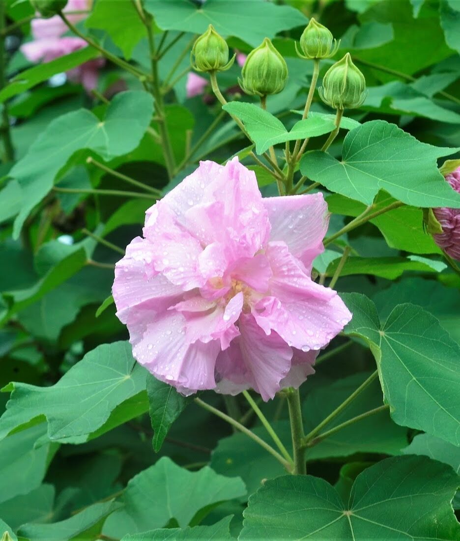 Bees Plant Hub Colour Changing Rose (Hibiscus mutabilis) Flowering Live Plant
