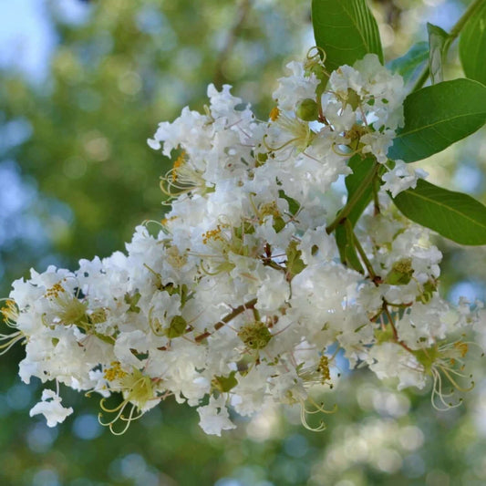 Bees Plant Hub Crepe Myrtle White (Lagerstroemia) Rare Flowering Live Plant