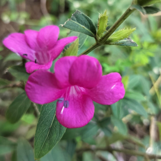 Bees Plant Hub December Flower Pink (Barleria cristata) All Time Flowering Live Plant