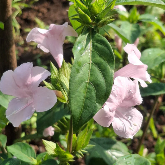 Bees Plant Hub December Flower Baby Pink (Barleria cristata) All Time Flowering Live Plant