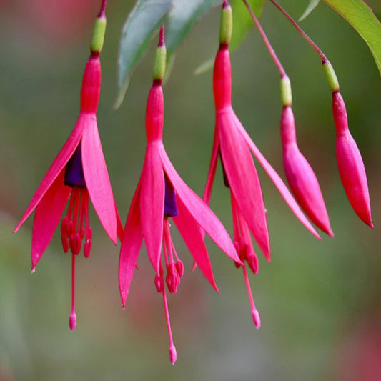 Bees Plant Hub Fuchsia Desi Variety (Fuchsia magellanica) Rare All Time Flowering Live Plant