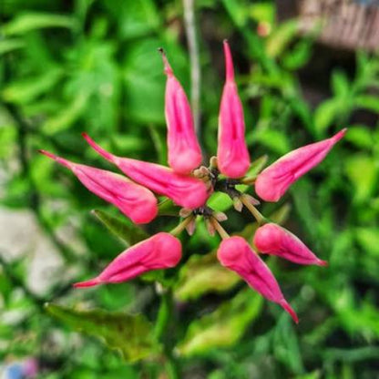 Bees Plant Hub Devil's Backbone (Euphorbia tithymaloides) Green Leaves Flowering Live Plant