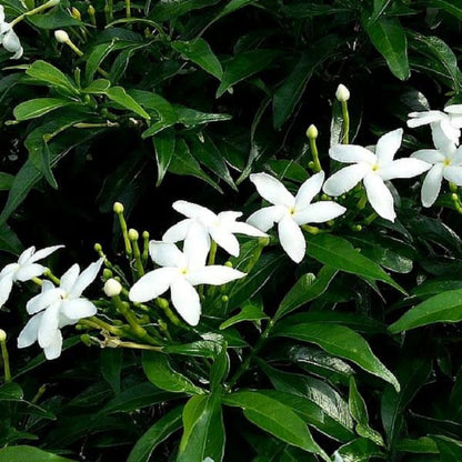 Bees Plant Hub Dwarf Pinwheel (Mini Nandyarvattam) Fragrant All Time Flowering Live Plant