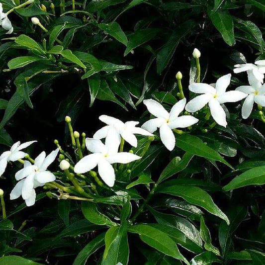 Bees Plant Hub Dwarf Pinwheel (Mini Nandyarvattam) Fragrant All Time Flowering Live Plant