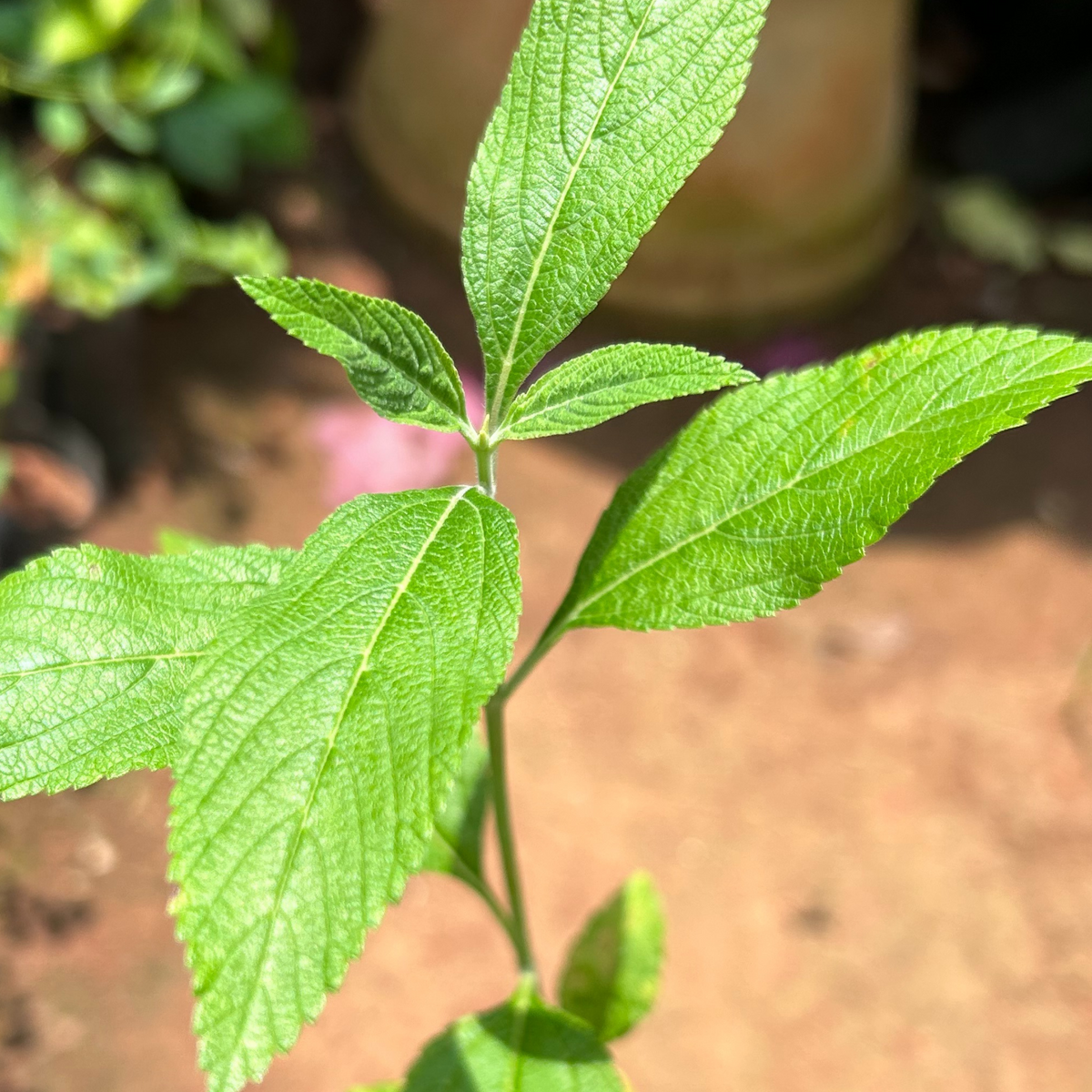 Bees Plant Hub Eucalyptus Tulsi Medicinal Live Plant