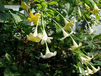 Bees Plant Hub African Tree Gardenia (Euclinia longiflora) Flowering Live Plant