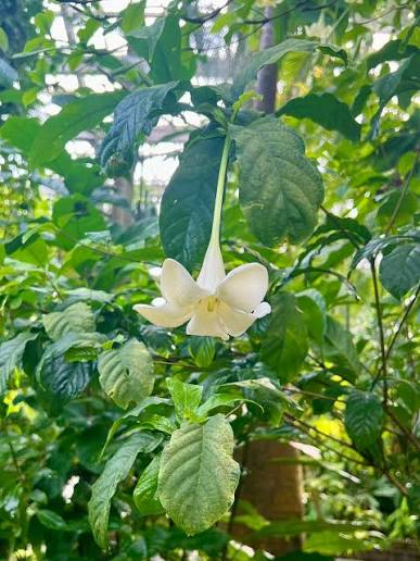Bees Plant Hub African Tree Gardenia (Euclinia longiflora) Flowering Live Plant
