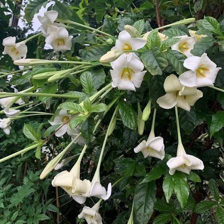 Bees Plant Hub African Tree Gardenia (Euclinia longiflora) Flowering Live Plant