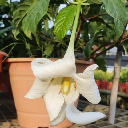 Bees Plant Hub African Tree Gardenia (Euclinia longiflora) Flowering Live Plant
