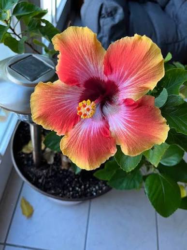 Bees Plant Hub Fiesta Hibiscus All Time Flowering Live Plant