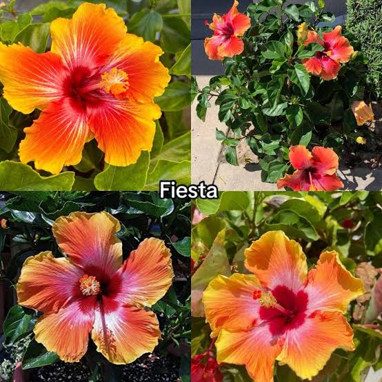 Bees Plant Hub Fiesta Hibiscus All Time Flowering Live Plant