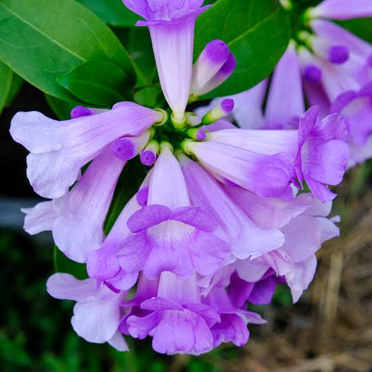 Bees Plant Hub Garlic Vine (Mansoa Alliacea) Creeper/Climber Flowering Live Plant