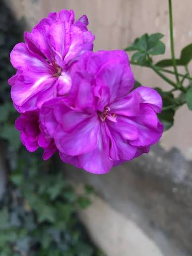 Bees Plant Hub Geranium Ivy Purple Creeper/Climber Flowering Live Plant