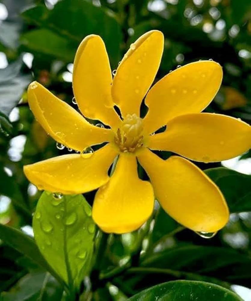 Bees Plant Hub Golden Gardenia/Gandharaj Yellow Highly Fragrant All Time Flowering Live Plant