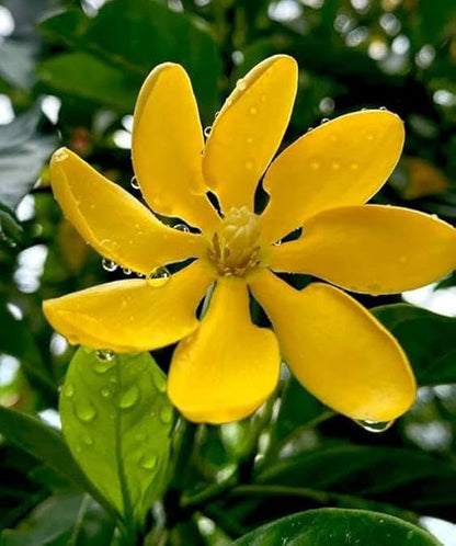 Bees Plant Hub Golden Gardenia/Gandharaj Yellow Highly Fragrant All Time Flowering Live Plant