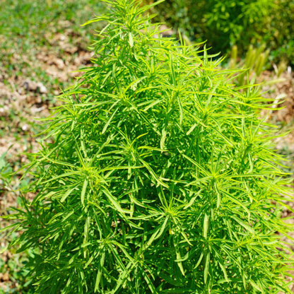 Bees Plant Hub Green bush | Indoor Plant