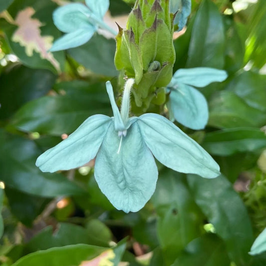Bees Plant Hub Crossandra Green (Kanakambaram) All Time Flowering Live Plant