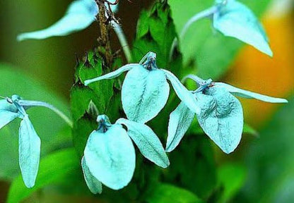 Bees Plant Hub Crossandra Green (Kanakambaram) All Time Flowering Live Plant