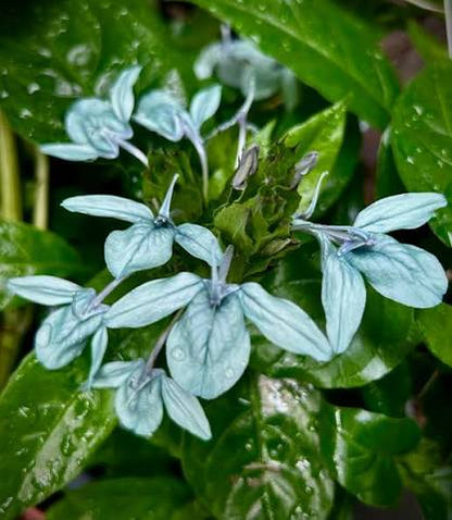 Bees Plant Hub Crossandra Green (Kanakambaram) All Time Flowering Live Plant