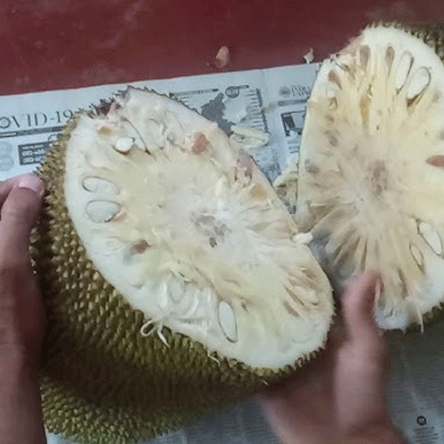 Bees Plant Hub Gumless Jackfruit (Artocarpus heterophyllus) Fruit Live Plant