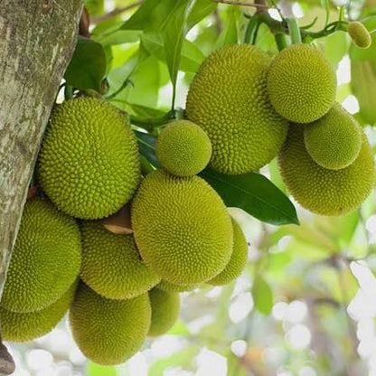 Bees Plant Hub Chembarathi Varikka / Chandra Halasu Jack Fruit Live Plant