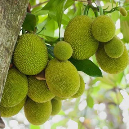 Bees Plant Hub Gumless Jackfruit (Artocarpus heterophyllus) Fruit Live Plant