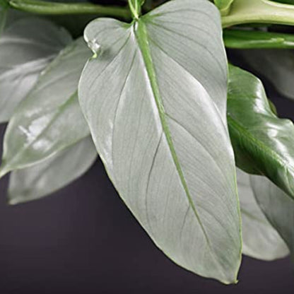 Bees Plant Hub Philodendron Hastatum Indoor / Outdoor Live Plant