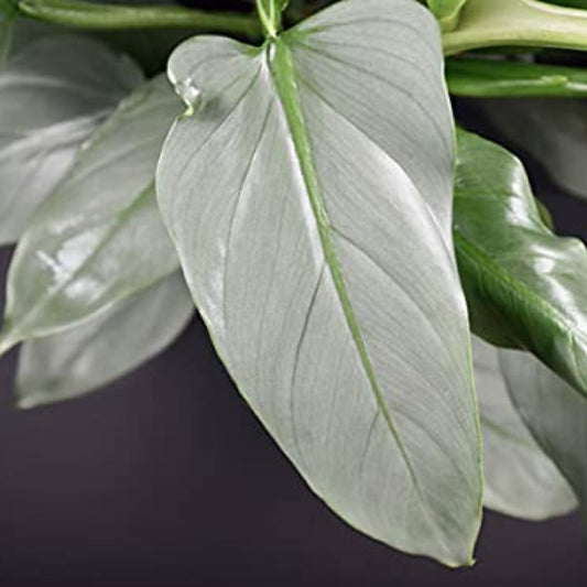 Bees Plant Hub Philodendron Hastatum Indoor / Outdoor Live Plant