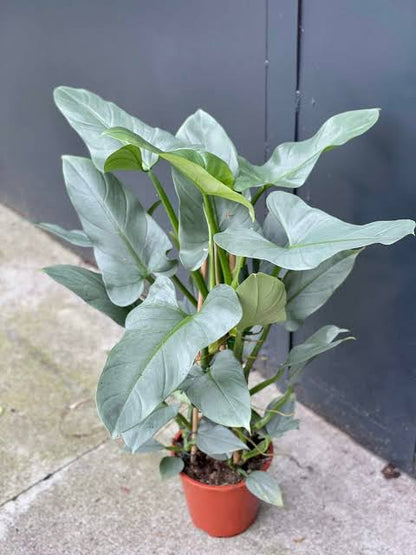Bees Plant Hub Philodendron Hastatum Indoor / Outdoor Live Plant